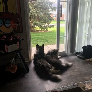 Give Ivy and looni a treat !!